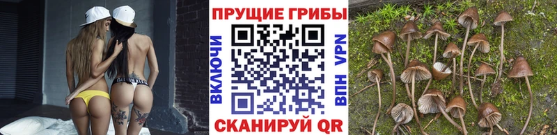 Псилоцибиновые грибы мицелий  купить   Севастополь 